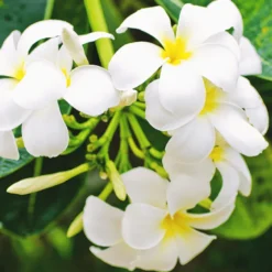 Recharge diffuseur fleur de monoï
