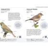 Reconnaître facilement les oiseaux du jardin