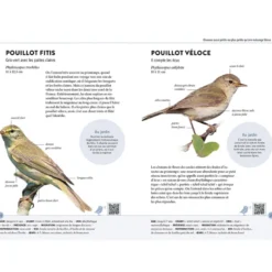 Reconnaître facilement les oiseaux du jardin