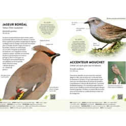 Reconnaître facilement les oiseaux du jardin