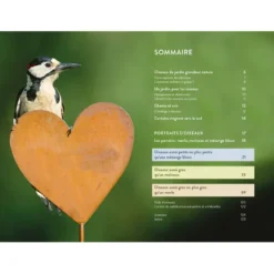 Reconnaître facilement les oiseaux du jardin