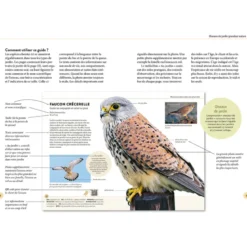Reconnaître facilement les oiseaux du jardin