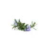 Romarin à verbenone - hydrolat bio - 200ml
