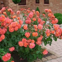 Rosa - rosier grimpante kordes - rosa 'westerland'