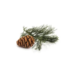 Séquoia géant macérat bourgeons bio 15ml 15
