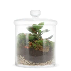 Terrarium bonbonnière Fittonia
