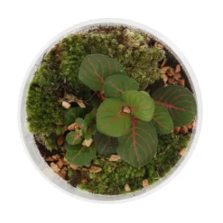 Terrarium bonbonnière Fittonia