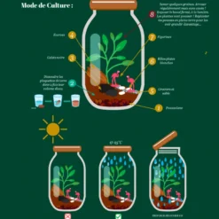 Terrarium à composer soi-même