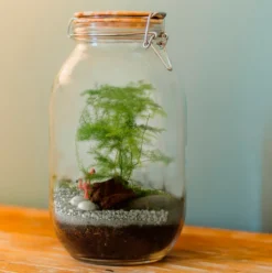 Terrarium à composer soi-même