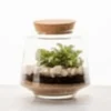 Terrarium Izumi