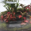 Terrarium Jungle cactus en verre
