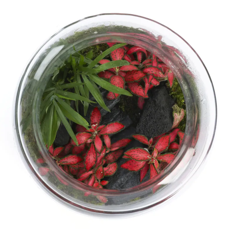 Terrarium Jungle cactus en verre