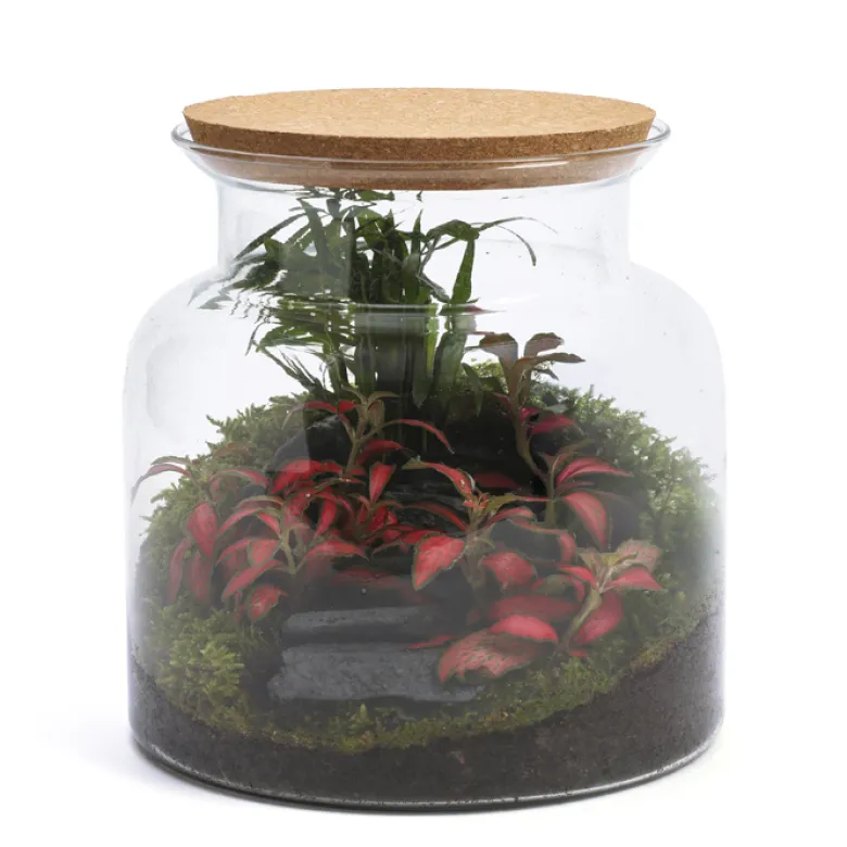 Terrarium Jungle cactus en verre