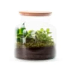 Terrarium Jungle en verre