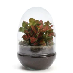 Terrarium oeuf en verre avec fittonia