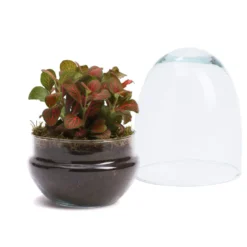 Terrarium oeuf en verre avec fittonia