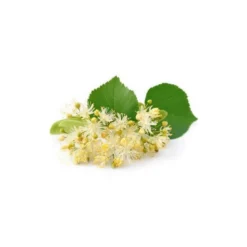 Tilleul bio - 15ml (tilia tomentosa) – macérat concentré de bourgeons frais 15