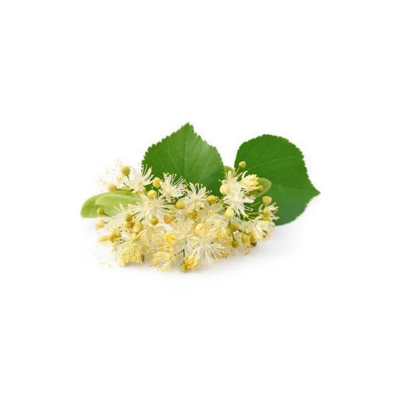Tilleul bio - 15ml (tilia tomentosa) – macérat concentré de bourgeons frais 15