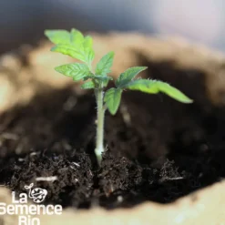 Tomate 1884 bio