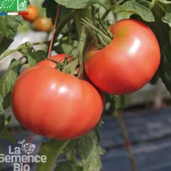 Tomate 1884 bio