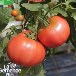 Tomate 1884 bio
