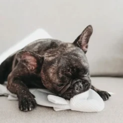 Trouut, jouet de fouille pour chien