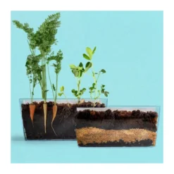 Vivarium racines vers de terre