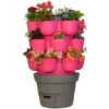 Wormgarden fuchsia 3 jardinières