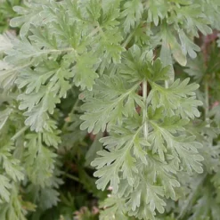 6 x absinthe - artemisia absinthium - godet 9x9 cm