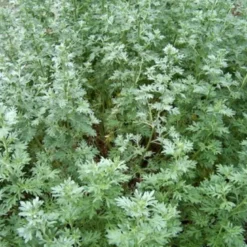 6 x absinthe - artemisia absinthium - godet 9x9 cm