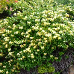 2 x chèvrefeuille du japon - lonicera japonica 'halliana' - 50-60 cm pot