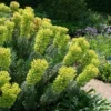 6 x euphorbe des vallons - euphorbia characias 'wulfenii' - godet 9x9 cm