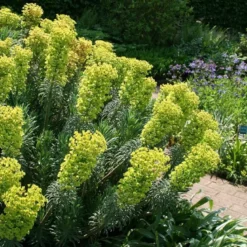 6 x euphorbe des vallons - euphorbia characias 'wulfenii' - godet 9x9 cm