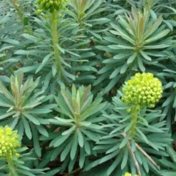 6 x euphorbe des vallons - euphorbia characias 'wulfenii' - godet 9x9 cm
