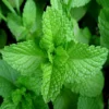 6 x menthe poivrée - mentha piperita - godet 9x9 cm