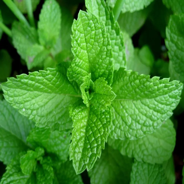 6 x menthe poivrée - mentha piperita - godet 9x9 cm