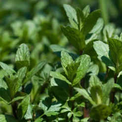6 x menthe poivrée - mentha piperita - godet 9x9 cm