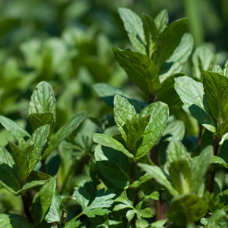 6 x menthe poivrée - mentha piperita - godet 9x9 cm