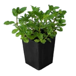 6 x menthe verte - mentha spicata 'marocco' - godet 9x9 cm