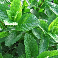 6 x menthe verte - mentha spicata 'marocco' - godet 9x9 cm