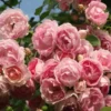 2 x rosa - rosier grimpante kordes - rosa 'jasmina'®