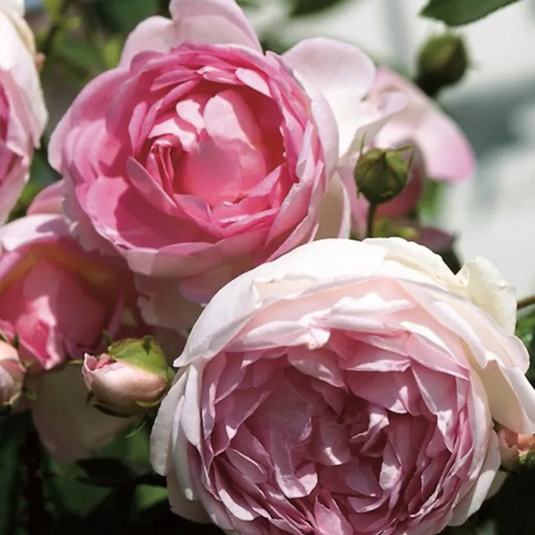 2 x rosa - rosier grimpante kordes - rosa 'jasmina'®
