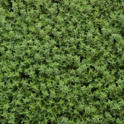 6 x thym commun - thymus vulgaris 'compactus' - godet 9x9 cm