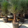 Yucca filifera 2 l 20-40 cm