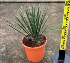 Yucca filifera 2 l 20-40 cm