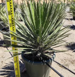 Yucca filifera 2 l 20-40 cm