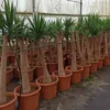 Yucca pied d'éléphant 65 l 180-200 cm
