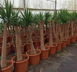 Yucca pied d'éléphant 65 l 180-200 cm