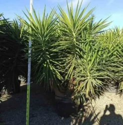 Yucca pied d'éléphant 65 l 180-200 cm