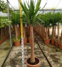 Yucca pied d'éléphant 65 l 180-200 cm